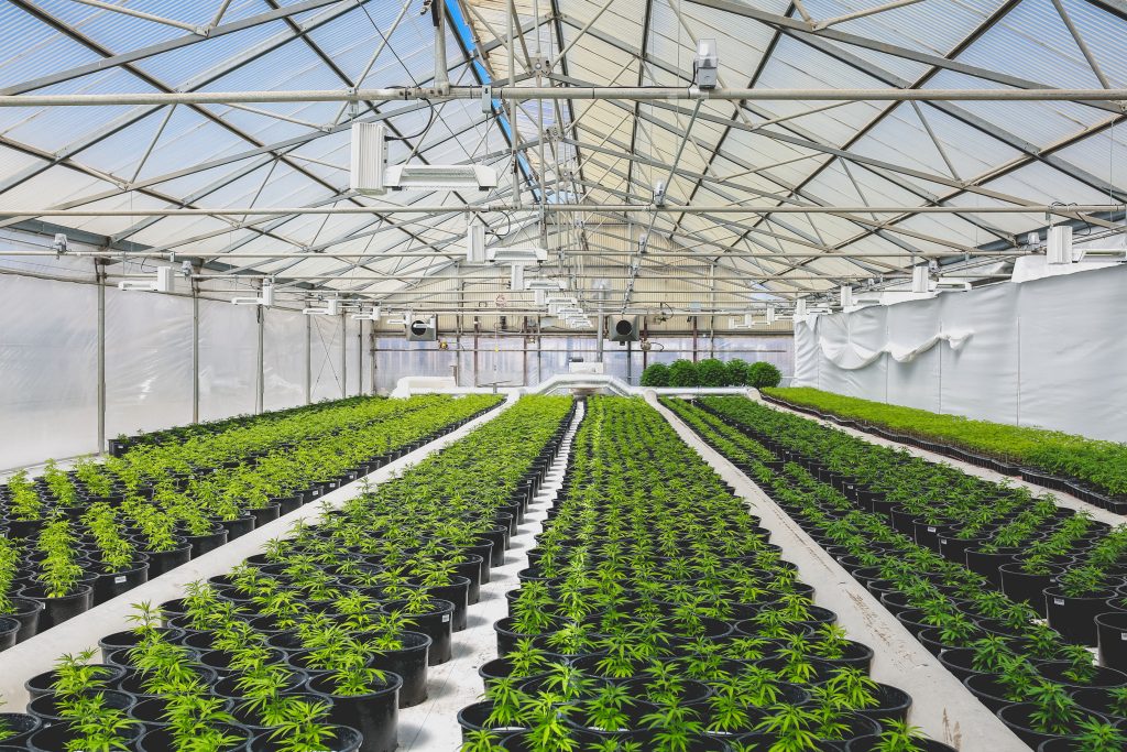 Cannabis plants